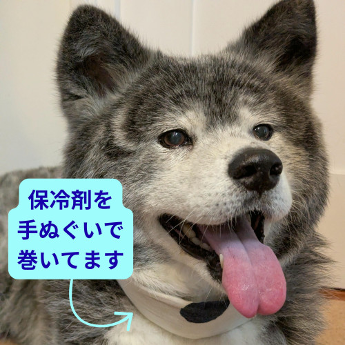 あお20260730その1.jpg