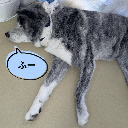 あお20260730その3.jpg