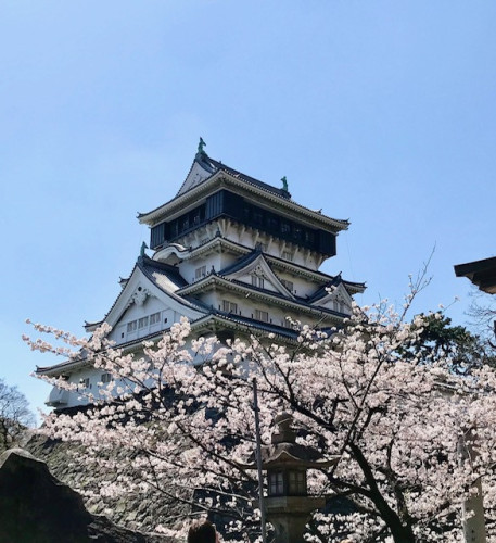 桜が満開でした