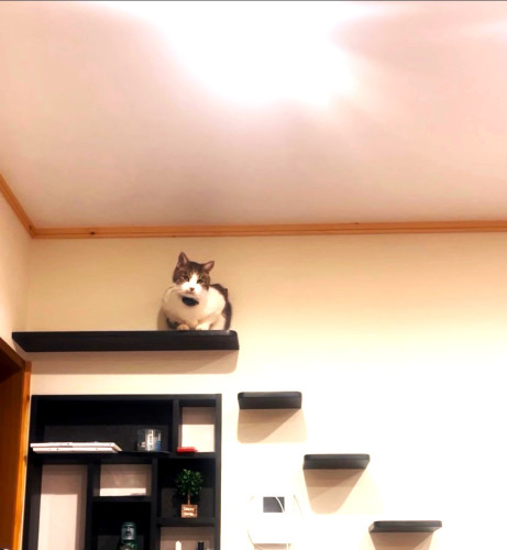 IMG_0753AFTER_猫(2).jpg