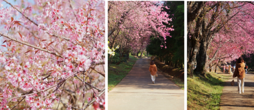 sakura_chiang-Mai (小).png