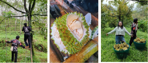 durian_2.png