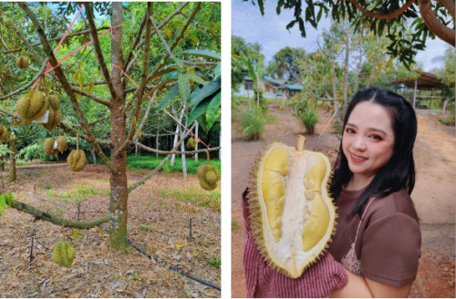 durian_3.png