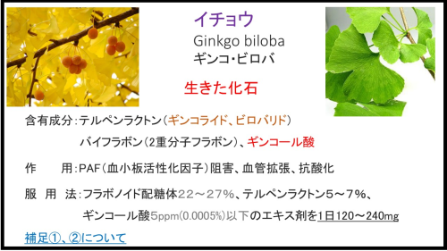 イチョウ スライド.png