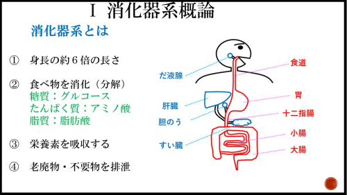スライド 消化器系.png