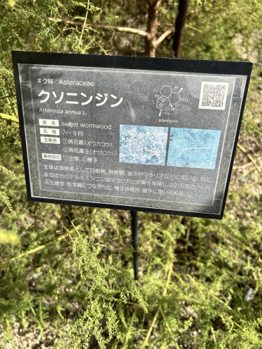 熊本大学薬学部　薬用植物園観察会へのご案内