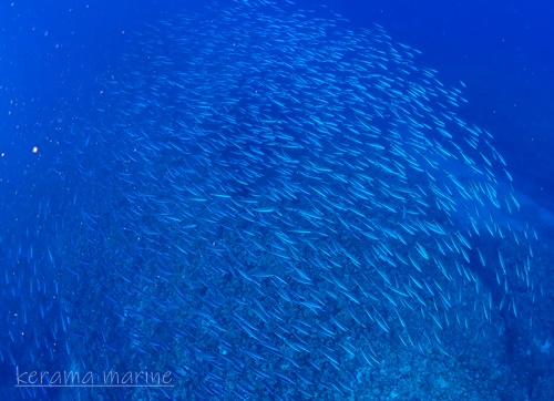 P1019666.JPG
