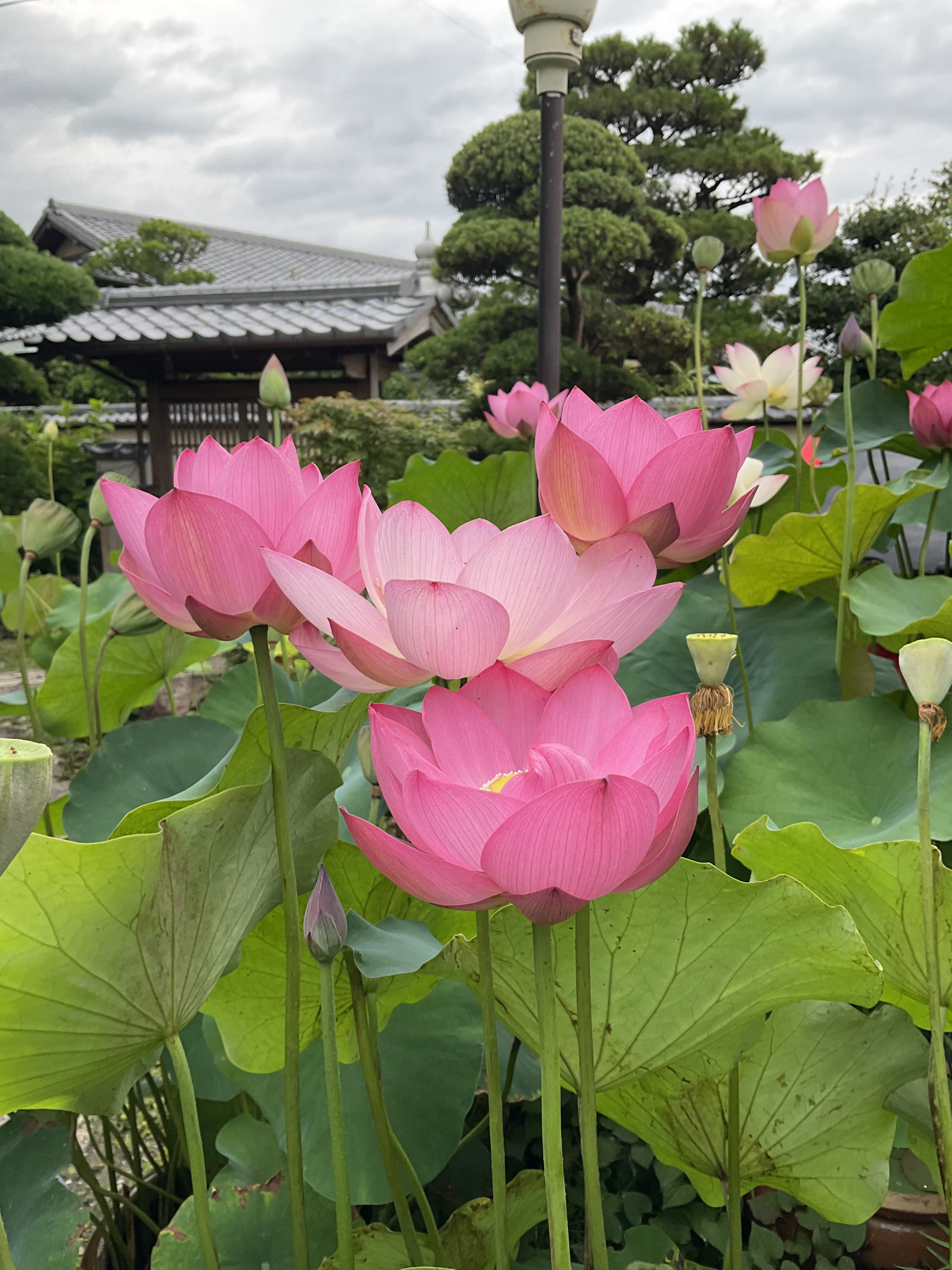 我が家の蓮