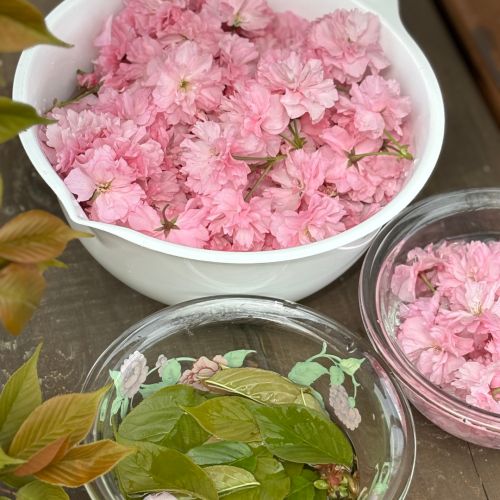 桜.png