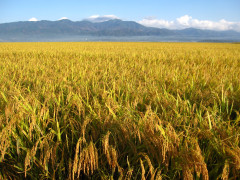 水田風景３.JPG