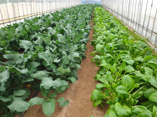 ハウス野菜２.JPG