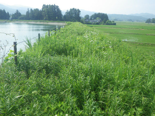 ため池除草１.JPG