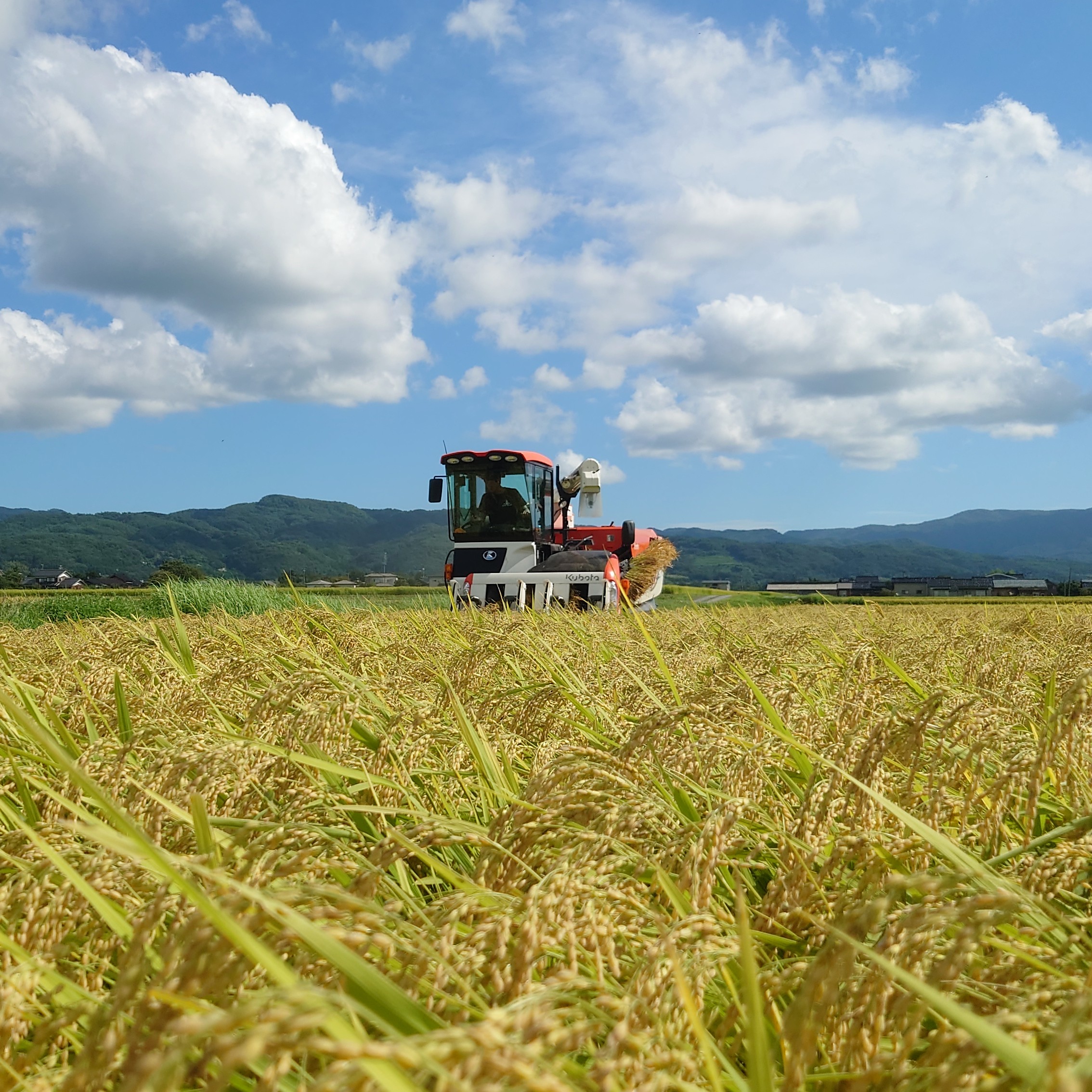 令和7年産 特別栽培米コシヒカリ の栽培履歴を掲載しました。