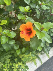 IMG_4639.jpeg
