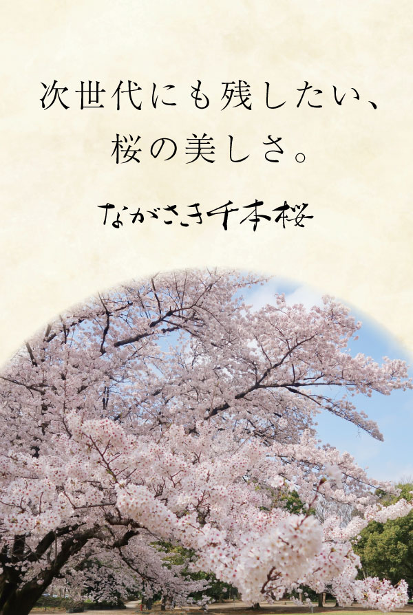 ながさき千本桜,長崎,ボランティア