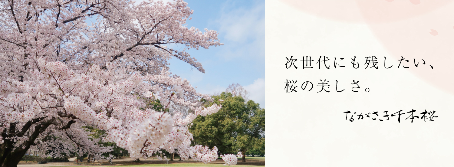 ながさき千本桜,長崎,ボランティア