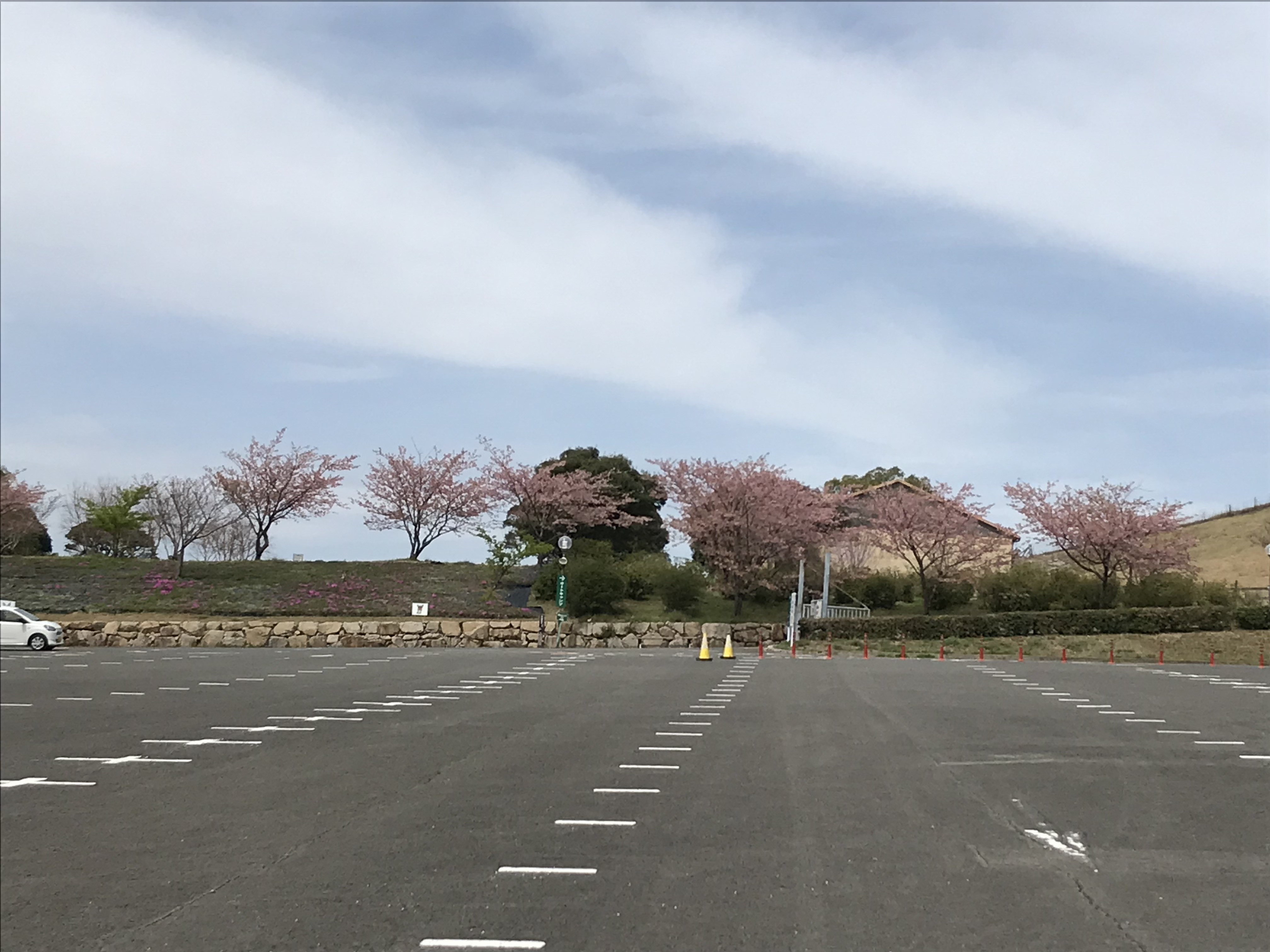 桜情報｜あぐりの丘