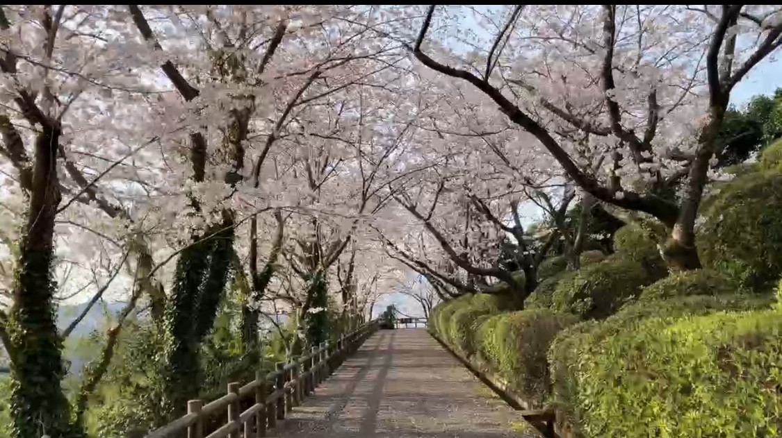 桜情報｜立山公園