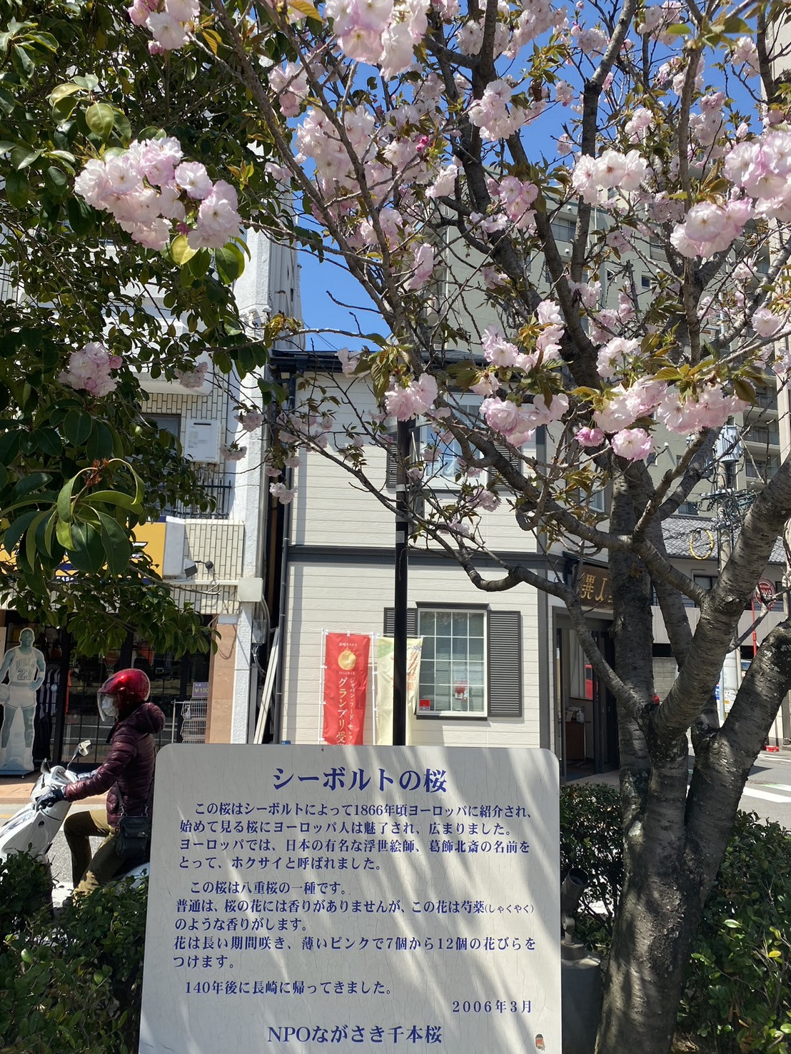 桜情報｜中島川沿い