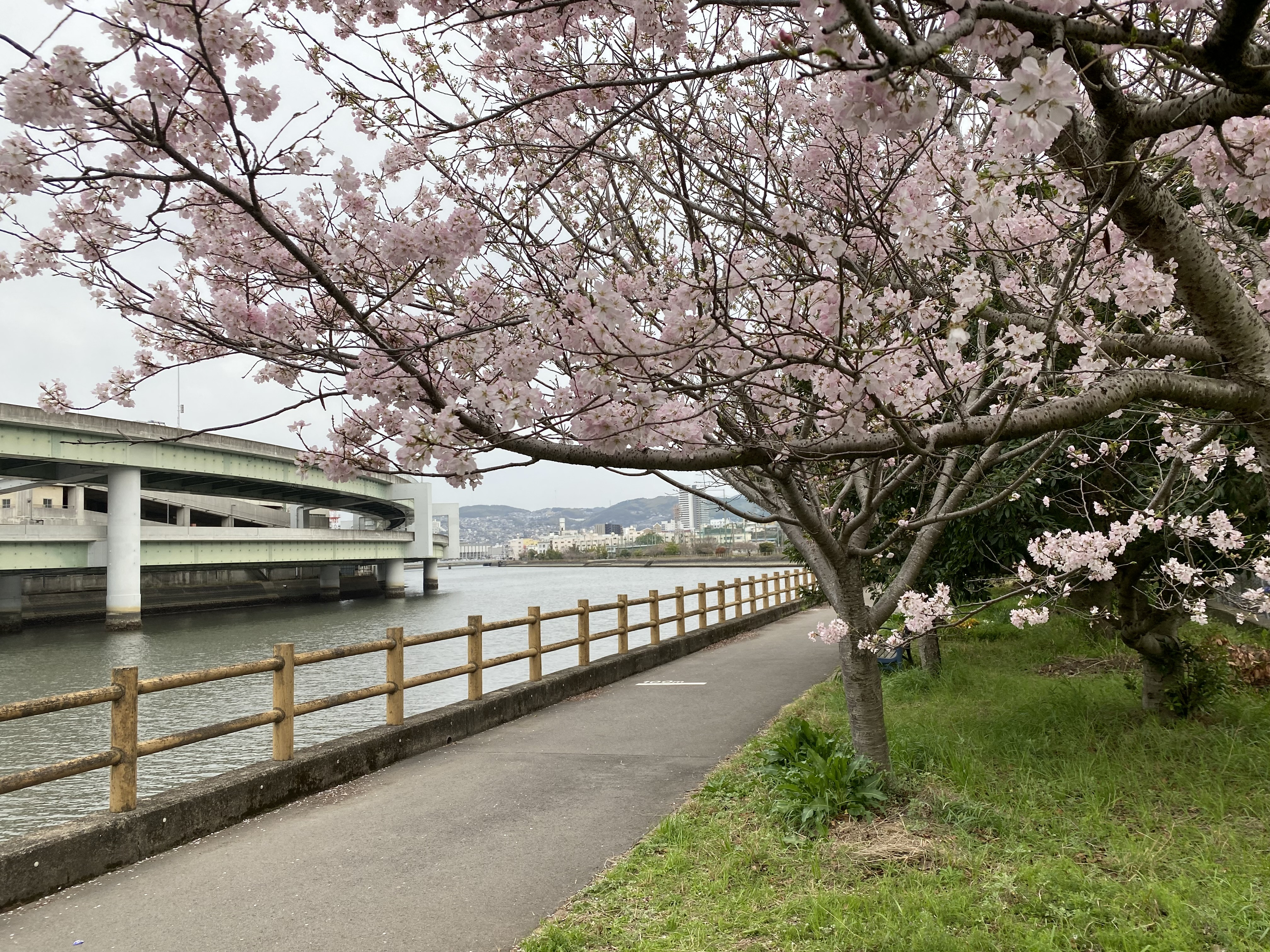 桜情報｜浦上川桜回廊
