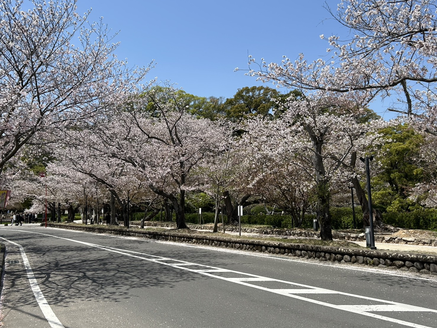 桜情報｜大村公園