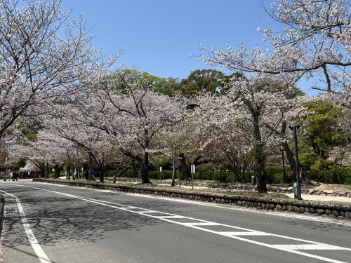 桜情報｜大村公園