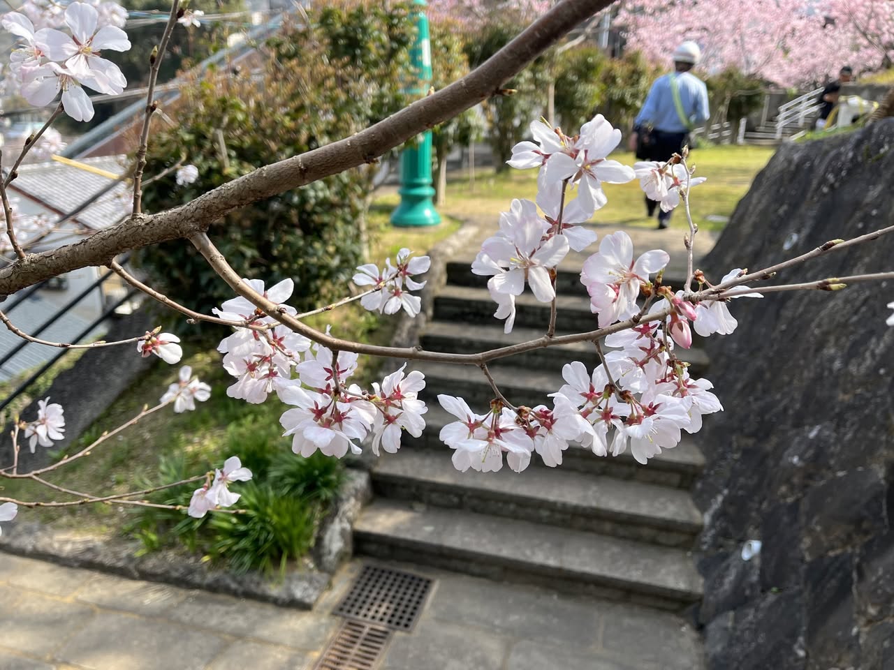 桜情報｜大浦展望公園