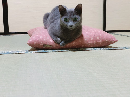 小座布団に　ゾンちゃん