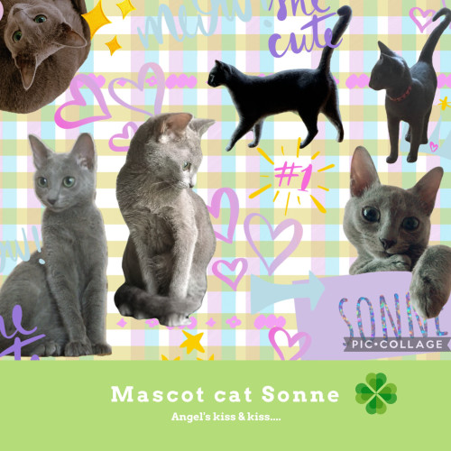 マスコットキャットゾンネ