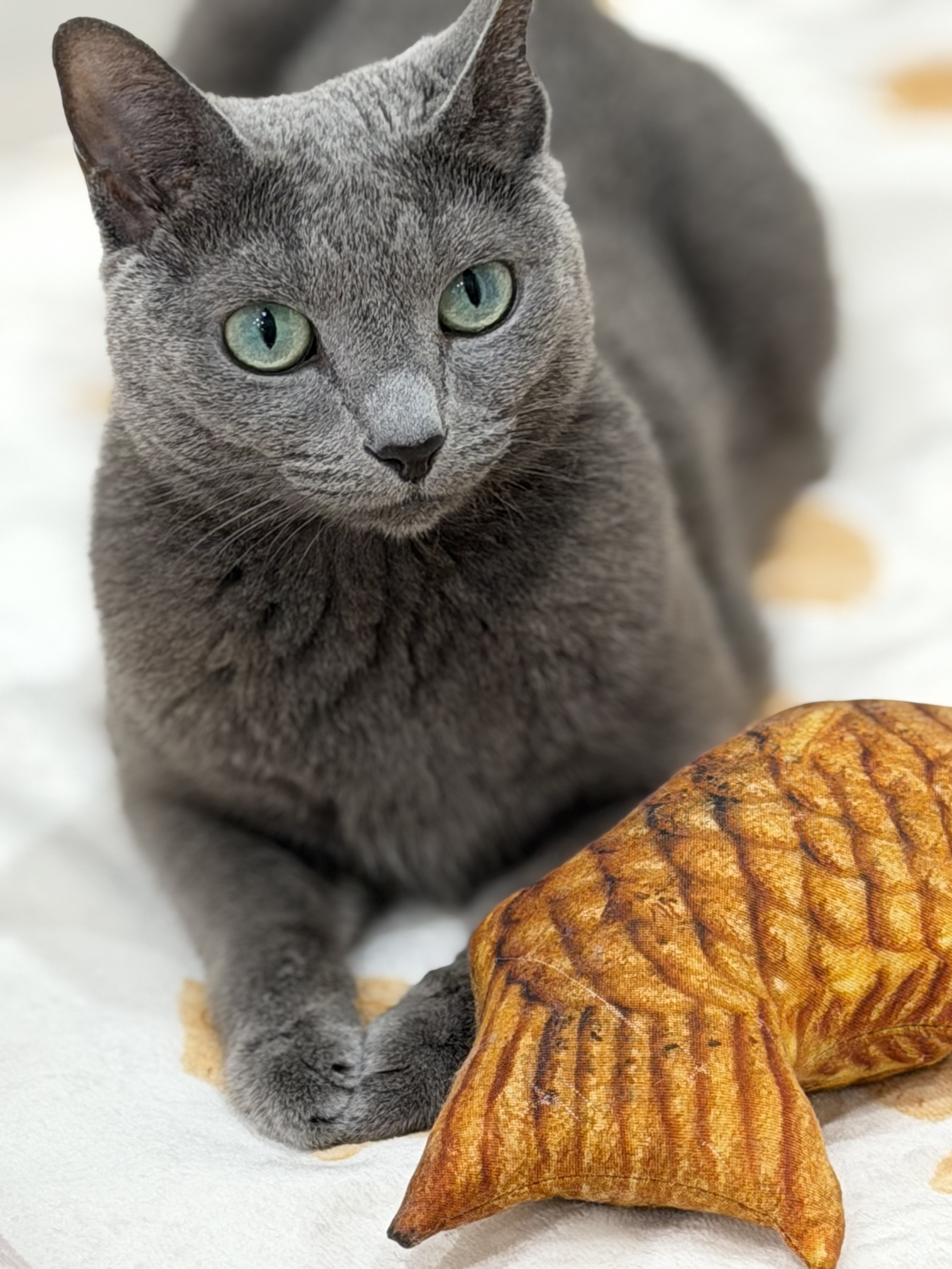 💙 Sonne — First Light