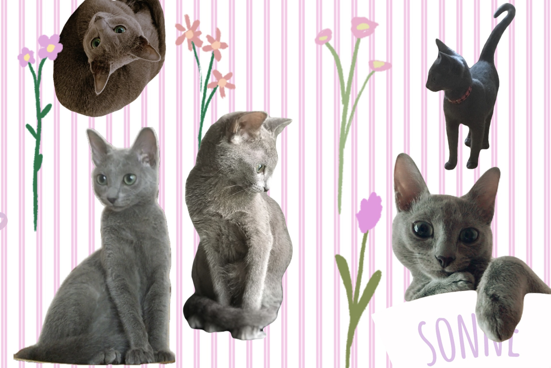 ゾンネ　コラージュ　バースデー