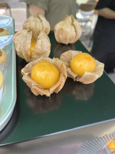 2026年産「花貫フルーツほおずき」収穫＆販売開始のお知らせ！