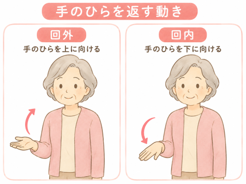 上腕回外内.png