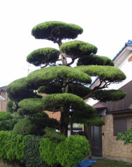 剪定・伐採・草刈り
