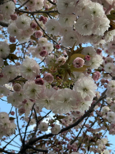 IMG_7205.JPEG