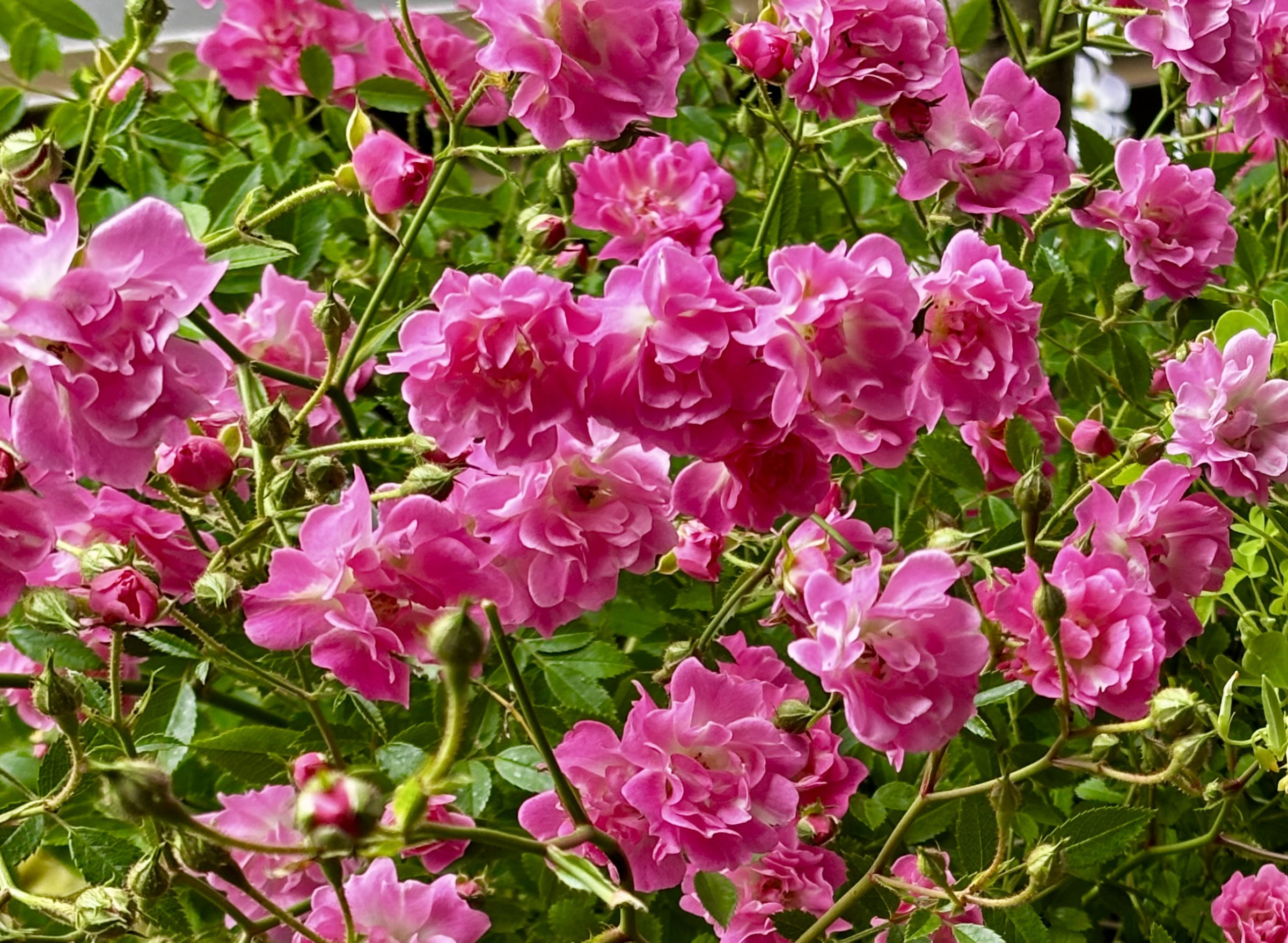 marunaca.com