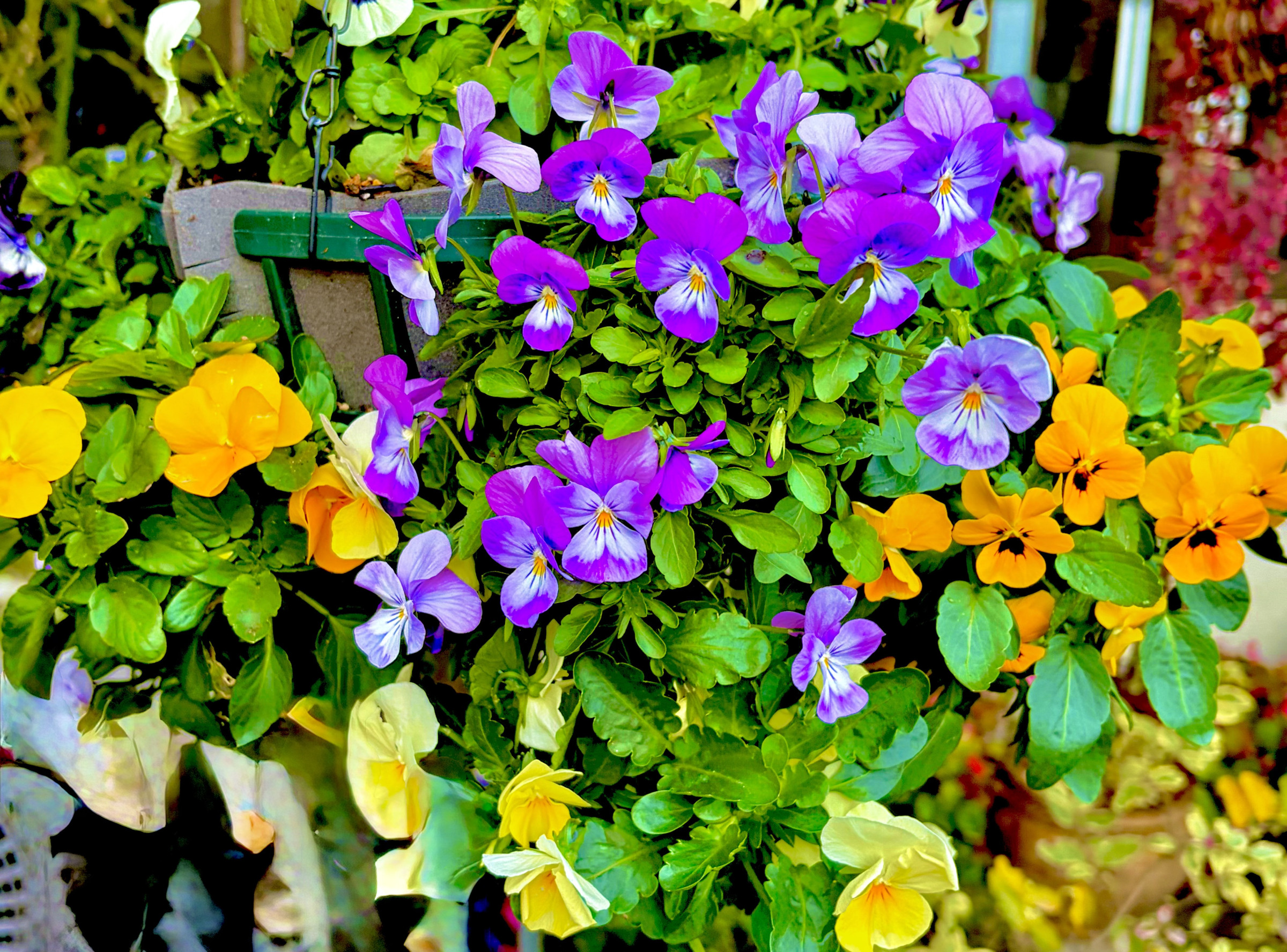 🎍marunaca.com🌹