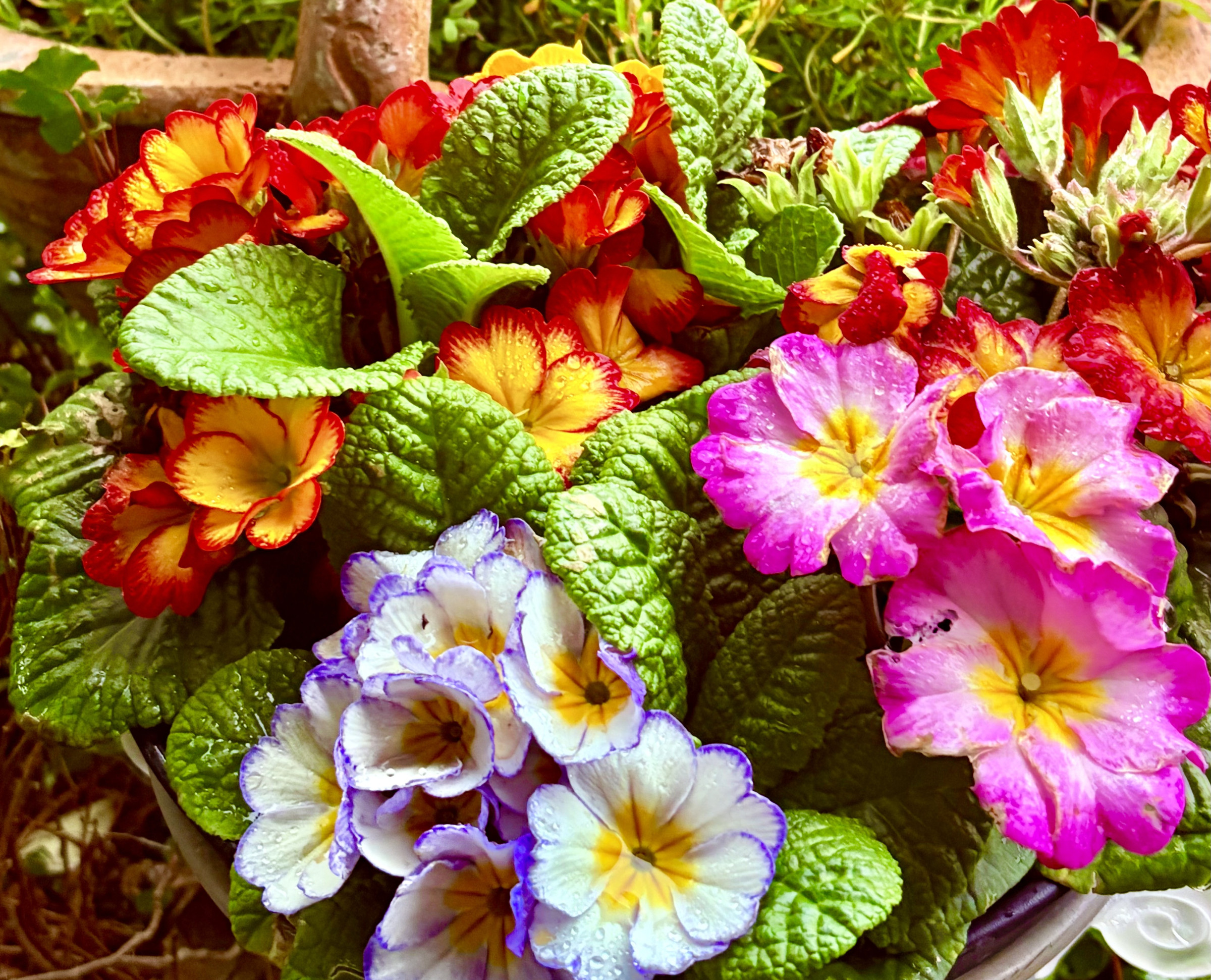 🎍marunaca.com🌟