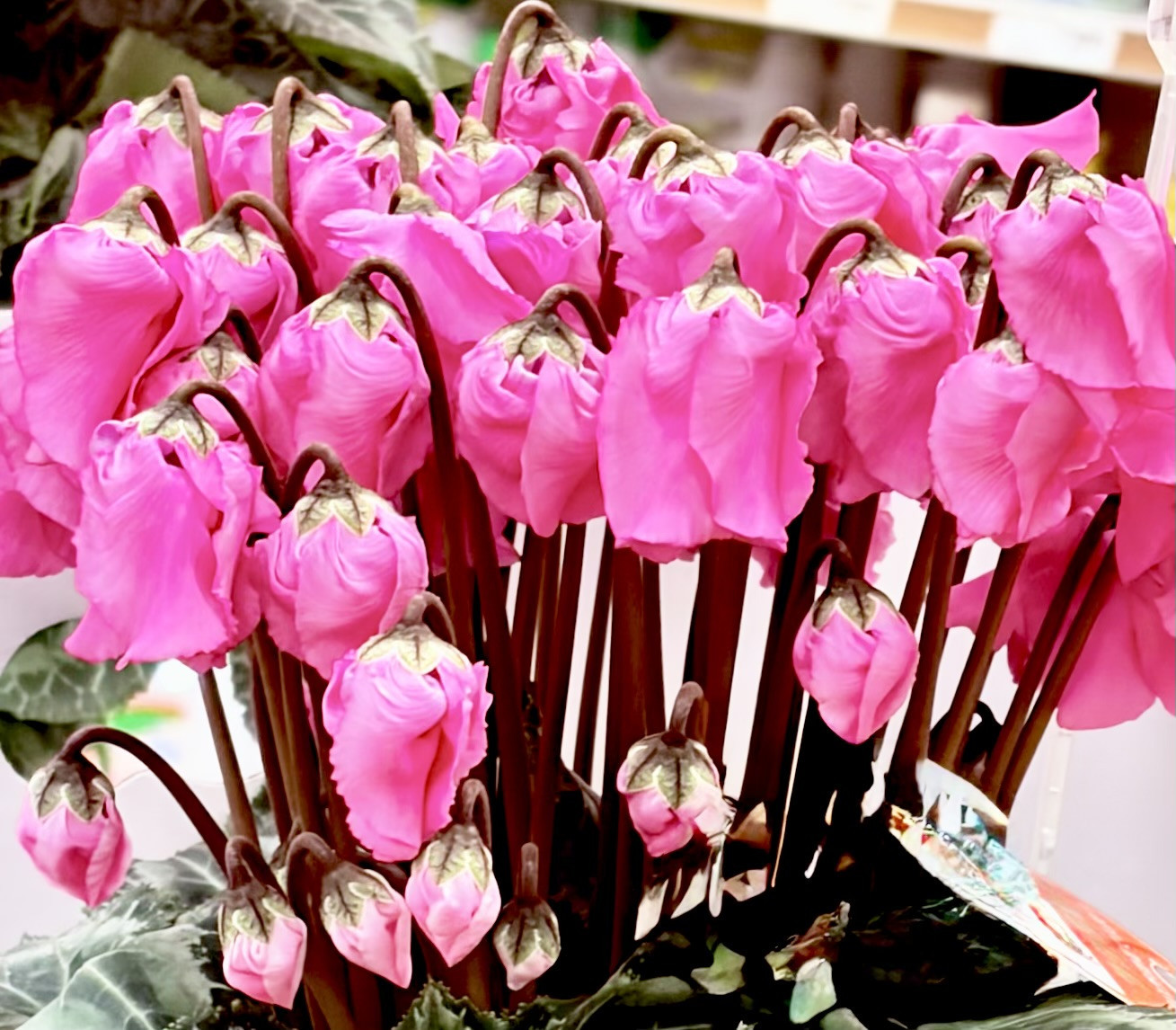 　　　🎍marunaca.com🌷