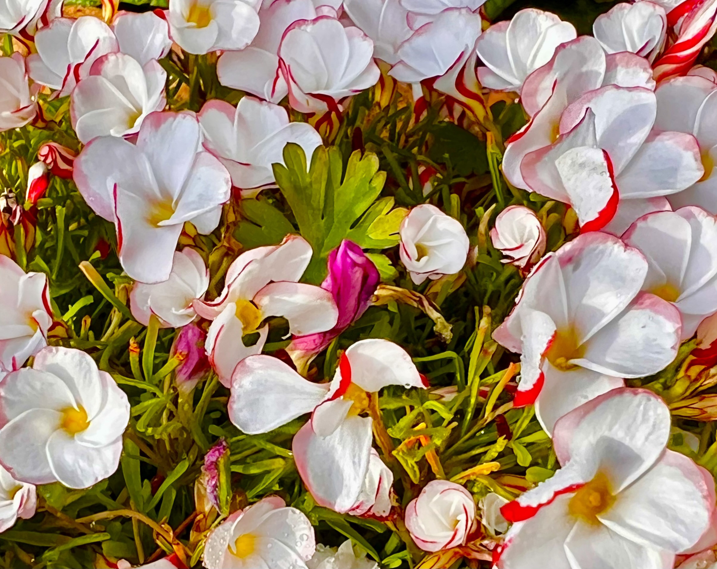 ✨marunaca.comオキザリス毎年咲きます