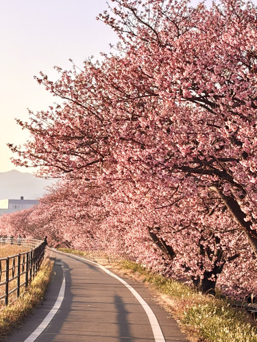 『きょうの  かわづざくら』