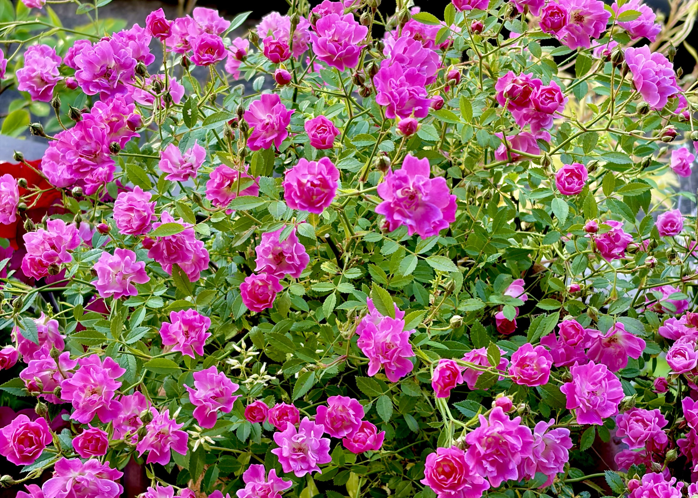 marunaca.com🌹