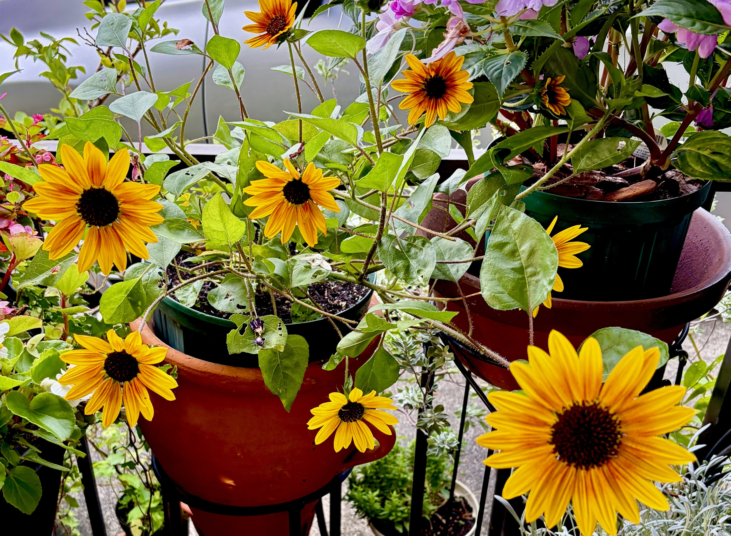 　　　marunaca.com🌼