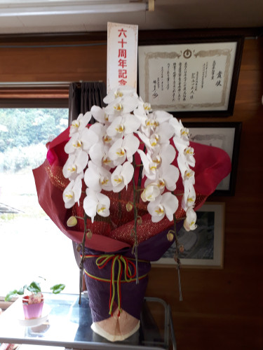 胡蝶蘭60周年_20171120.jpg