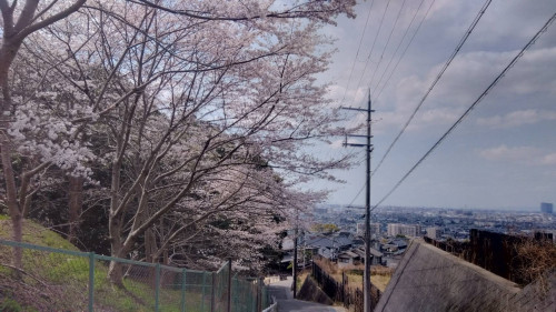 神社桜.jpg