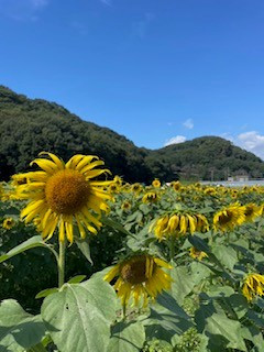 笠懸町ひまわり畑