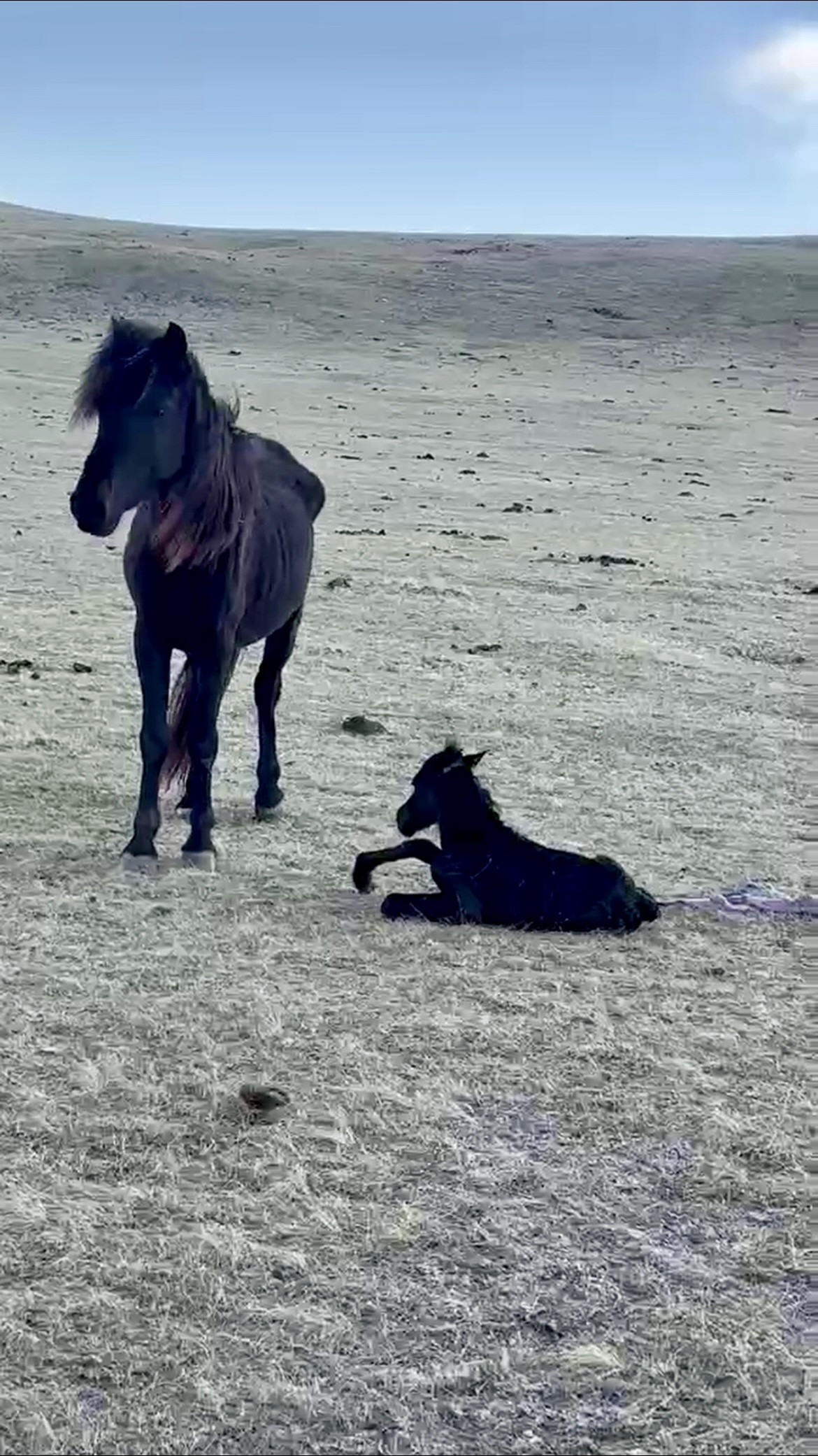 生まれたばかりの仔馬