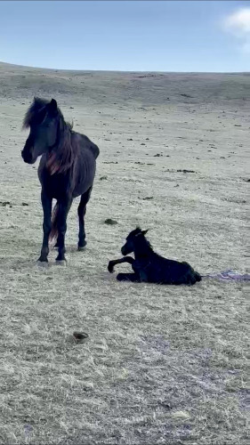 産まれたばかりの小馬が噛んでいるもの？！