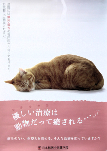 ポスター猫.JPG
