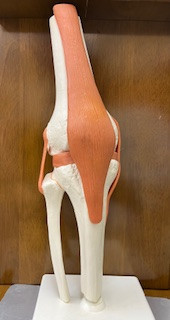 軟骨力と筋肉力を高めましょう